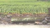 台風10号の農林水産被害 さらに増え46億2400万円余りに 大分 | 大分のニュース|OBS NEWS|大分放送
