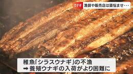 天然ウナギ漁に掛かるのは“チヌ”に“スズキ”... 養殖も今年も高い 原因は「獲り過ぎ・食べ過ぎ」??|TBS NEWS DIG