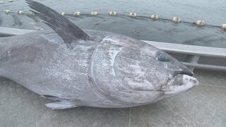 クロマグロの漁獲枠巡る交渉　18日に国際会議を再度開催へ| TBS CROSS DIG with Bloomberg