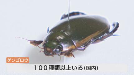 おった、おった！」“絶滅”したはずのアノ虫が田んぼを泳ぐ？30年ぶりに