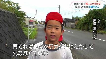 左がメス？右がオス？種子島で珍しいクワガタを小学生が発見「育てれば