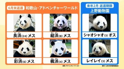 もう泣きそう」「大打撃」パンダが日本からいなくなる！？一方で、茨城