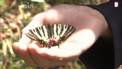 ごく近い将来に野生の絶滅の危険性が極めて高い」絶滅危惧種IA類の