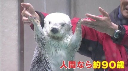 ラッコの「メイちゃん」21歳の誕生日 人間なら約90歳 カニやホタテの