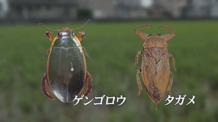 最後の1頭　台湾産　ゲンゴロウ　37mm 符節欠損 おった、おった！」“絶滅”したはずのアノ虫が田んぼを泳ぐ？30年ぶりに