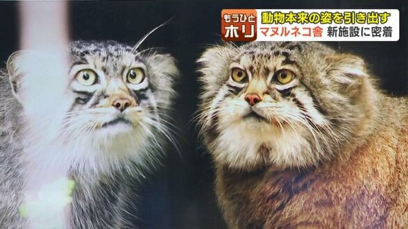 【旭山動物園】不機嫌顔とカクカク動きがかわいい!「マヌルネコ舎」リニューアル“世界最古”ネコの本来の姿を引き出すこだわりの舞台裏に密着 | 北海道のニュース|HBC北海道放送