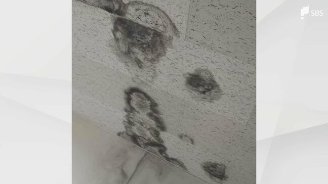 「カビが一斉に繁殖する」雨続きに注意すべき"秋カビ" ホームセンターで買える対策グッズと今できる予防策とは=静岡市|TBS NEWS DIG