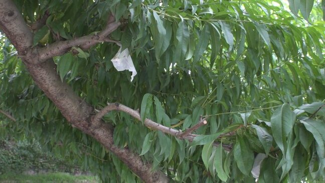収穫間近のモモ　およそ300個が盗まれる　畑から日差しや雨よけの袋が付いたまま　山梨・南アルプス|TBS NEWS DIG