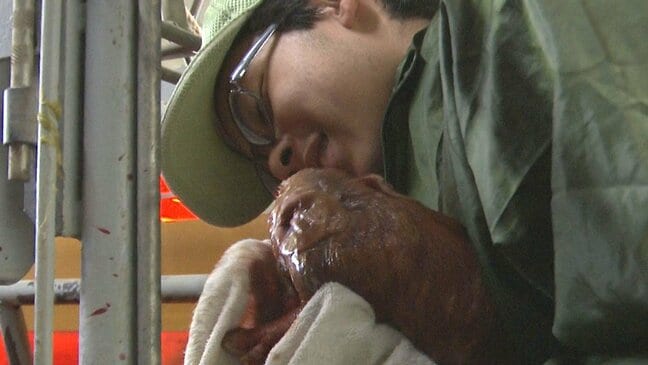 「我が子って言わなければ良かった」6か月共に過ごしたブタとの別れ　悲しみと喜びを噛みしめて「いただきます」【菊農ブタ日記・後編】　|　熊本のニュース｜RKK NEWS｜RKK熊本放送