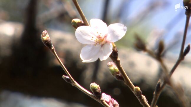 静岡県内でも桜開花宣言「5、6輪…それ以上の開花確認」平年より4日早い|TBS NEWS DIG