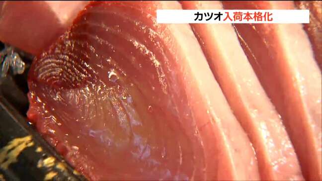 「赤身中心だけど脂がのり始めている」カツオ本格入荷　仙台市中央卸売市場|TBS NEWS DIG