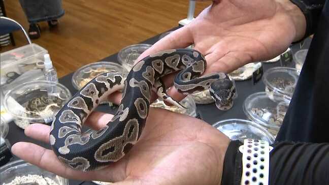 ”ペットは爬虫類”の人たち　「心がゆっくりのんびり　忙しいという気持ちがなくなる」　展示即売会で見えた人気の理由|TBS NEWS DIG