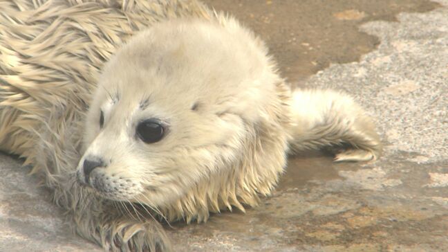 うみたまごに白い天使！アザラシの赤ちゃん誕生　わずか数週間の限定姿に飼育員もメロメロ|TBS NEWS DIG