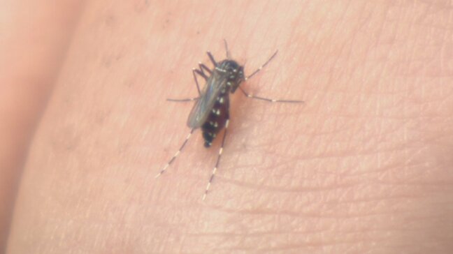 「涼しくなってからの方が刺される」　蚊の出現がピーク　今や秋の悩みの種に⁉　吸血行動は11月まで続く恐れ　山梨|TBS NEWS DIG