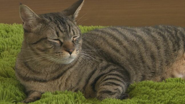 保護ネコたちが暮らすネコカフェ　福祉作業所がリノベにあわせてオープン　ネコがいることで楽しく働きやすい環境に|TBS NEWS DIG