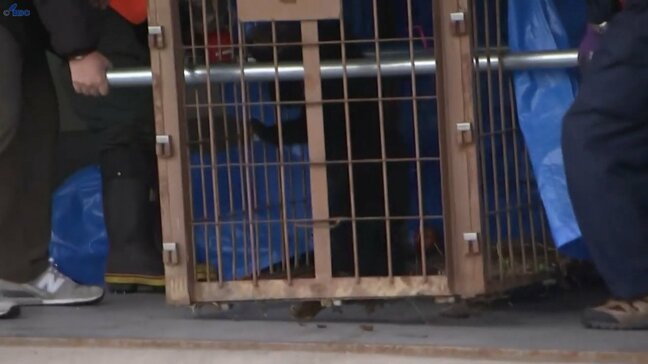 奥州市の事業所の車庫に侵入しわなにかかった子グマを捕獲 市は子グマを山に放す 岩手|TBS NEWS DIG