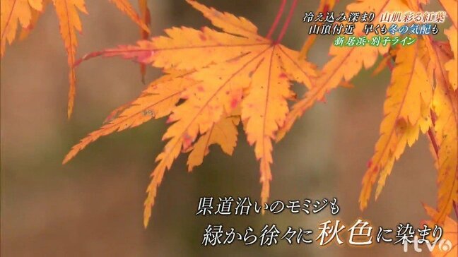 冷え込み深まる 「別子ライン」紅葉色づき鮮やかなグラデーション【愛媛・新居浜】|TBS NEWS DIG
