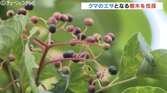 クマの餌が山で凶作 平野部でも出没するクマ対策で民家近くの樹木を伐採 富山|TBS NEWS DIG