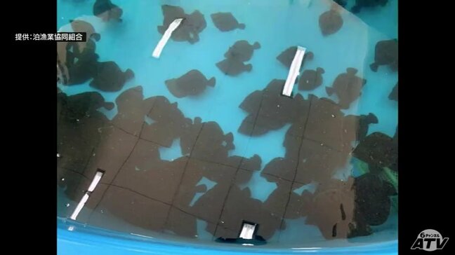 「自然には勝てなかった」またも全滅　泊漁協が養殖に挑む“カレイの王様”『マツカワガレイ』　3回目の挑戦も高水温に悩まされ…　青森県六ヶ所村|TBS NEWS DIG