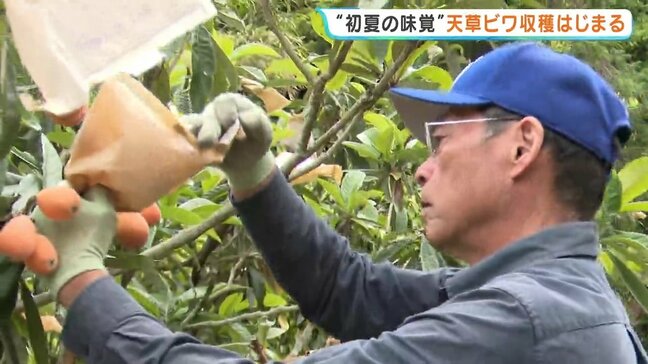 「糖度も乗り、これからが本番」初夏の味覚 “天草ビワ”の収穫始まる 晴天続きで一気に甘く 熊本・苓北町|TBS NEWS DIG