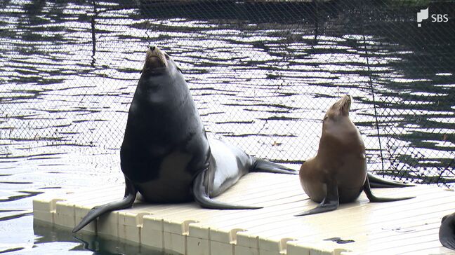 「お客さまが最優先 その次には大切な生き物たちの命を」海辺の水族館は大地震へどう備えているのか【わたしの防災】|TBS NEWS DIG
