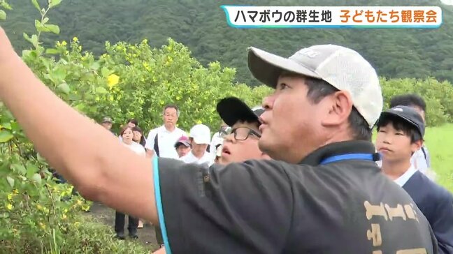 「ハマボウ」ってどんな花？　日本最大級の群生地で子ども達が観察　熊本・天草市|TBS NEWS DIG
