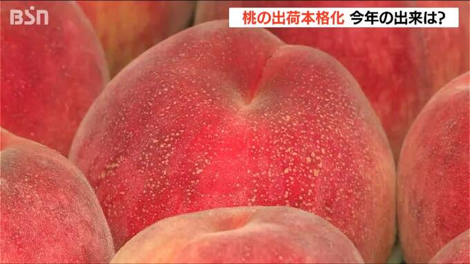 桃の出荷最盛期　出るか「糖鮮確実（とうせんかくじつ）」!?  晴れた日多く“甘くてみずみずしい”桃に　新潟|TBS NEWS DIG