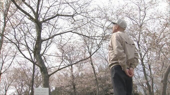 「みどり」と名付けられた1本の桜、亡き妻を偲ぶ山桜「このサクラの下で飲む酒が夢」桜守の夫が引退へ…残されたサクラ　|　BSSニュース | BSS山陰放送