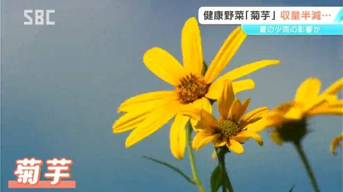 「天には逆らえない」キクイモの花が見ごろ　少雨と猛暑で収量は半減する見込み　長野市　|　SBC NEWS | 長野のニュース | SBC信越放送