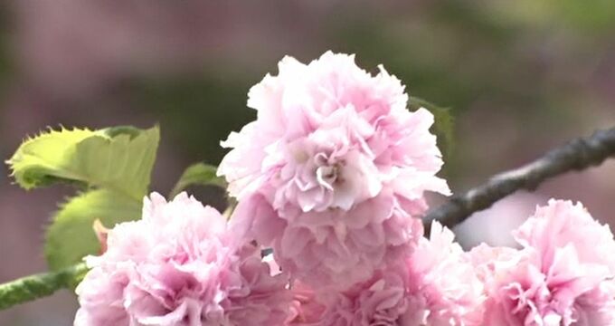 5月スタートは気温上昇 金沢で「夏日」予想も…尾山神社では菊桜が満開！見頃はGW終わり頃まで　|　石川県のニュース｜MRO北陸放送