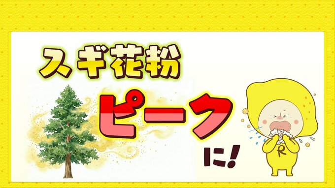 スギ花粉の飛散ピーク迎える　花粉症の方は万全の対策を　|　RCC NEWS | 広島ニュース | RCC中国放送