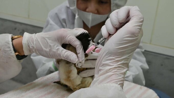 ニホンライチョウ人工授精で12個産卵　正常に生育すれば26日以降にひな誕生か？富山市ファミリーパーク　|　富山のニュース｜天気・防災｜チューリップテレビ