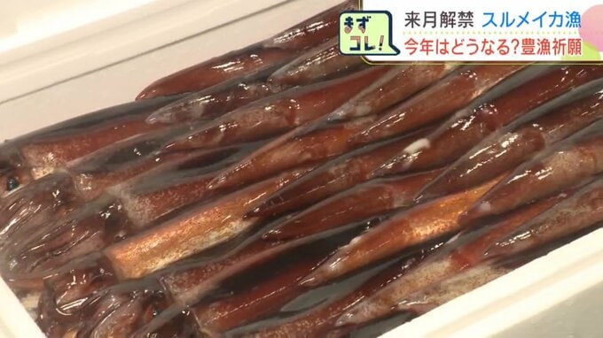 函館のスルメイカ漁が6月1日解禁…日本海の分布調査では漁獲なしで漁師「かなり不安」出漁を見送る船も、漁期後半に期待|TBS NEWS DIG