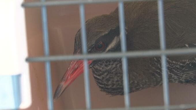 けがをしたヤンバルクイナ2羽が回復　やんばるの森へ放鳥　ドライバーは飛び出しに注意を|TBS NEWS DIG