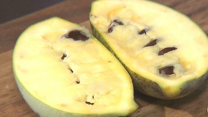 幻のフルーツ「ポポー」収穫最盛期　ジャムに加工し販売へ　大分　|　大分のニュース｜OBS NEWS｜大分放送