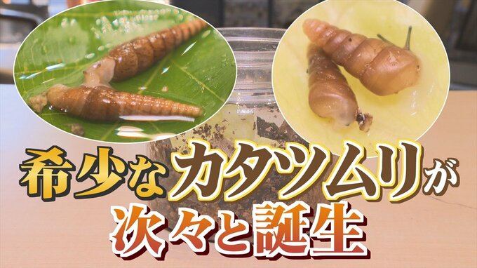 “ギセル”って？　希少なカタツムリが次々と誕生　甲府市・武田の杜|TBS NEWS DIG