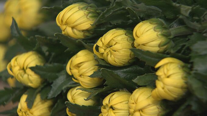 県産キクなど約40万本を出荷 4日には県外で初競りへ「太陽の花」初荷式 |TBS NEWS DIG