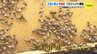 広島の都心で「養蜂」スタート　広島平和ミツバチプロジェクト　|　RCC NEWS | 広島ニュース | RCC中国放送