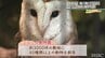 なぜ無料で運営できる？うるま市のミニミニ動物園【わがまちLink41】　|　沖縄のニュース｜RBC 琉球放送