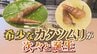 “ギセル”って？　希少なカタツムリが次々と誕生　甲府市・武田の杜　|　山梨のニュース | ＵＴＹテレビ山梨