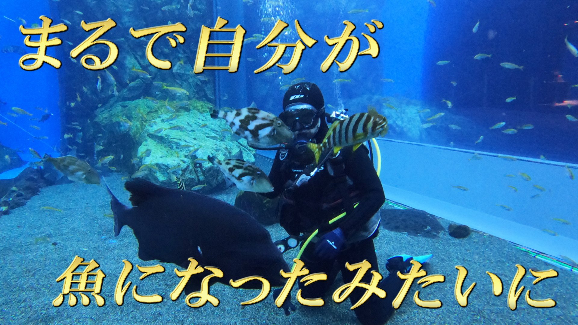 【希少】1950s 魚が泳ぐ 水槽 置時計 ゼンマイ式 稼働品 自分が魚になったような気分に・・・』魚のダイナミックな写真を撮影