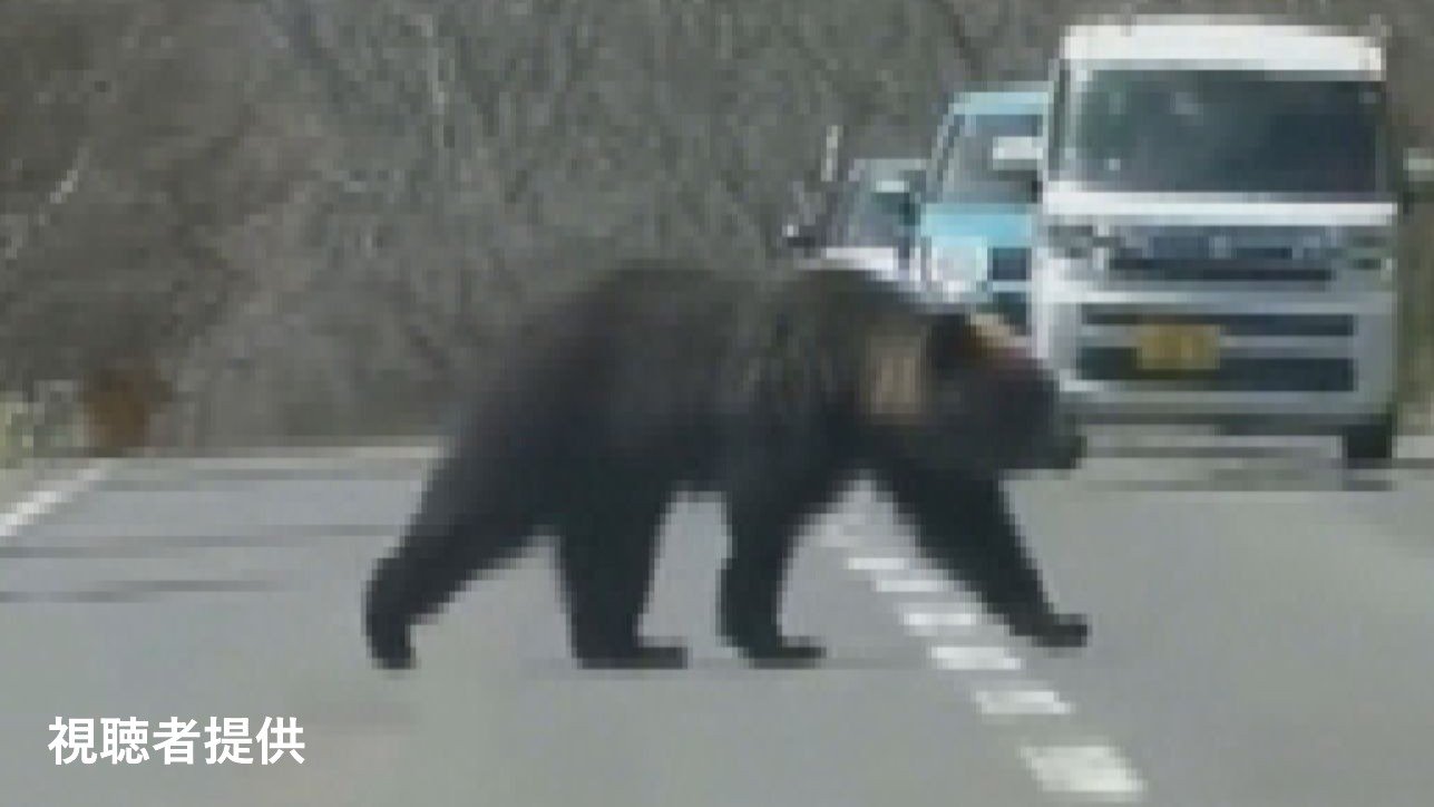 クマ出没注意】北海道でクマの出没相次ぐ…道路脇から出てきてゆっくり