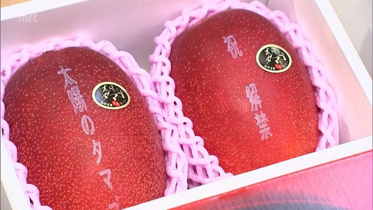 1ケース2玉入り55万円の最高値 宮崎県産の完熟マンゴー「太陽のタマゴ