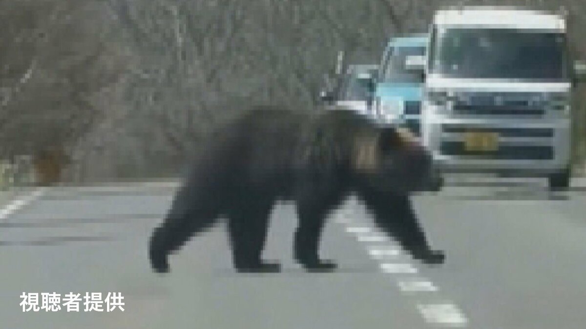 クマ出没注意】北海道でクマの出没相次ぐ…道路脇から出てきてゆっくり