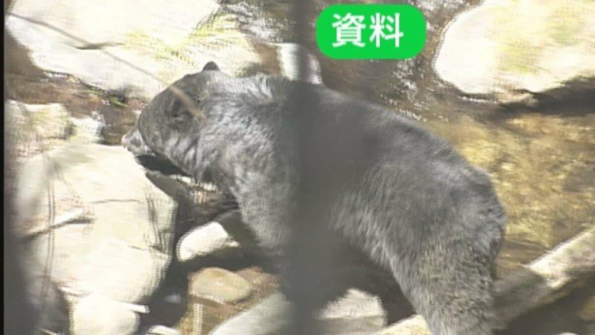 クマ クマは体長およそ1.3m 男性が襲われ頭や足を負傷 クマは猟友会が射殺