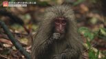 屋久島のサルはなぜぬいぐるみみたいなのか?進化の実験場・・・屋久島と世界遺産の島々|TBS NEWS DIG