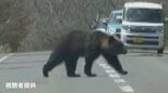 【クマ出没注意】北海道でクマの出没相次ぐ…道路脇から出てきてゆっくりと横断し茂みに消える　北海道斜里町《動画付き》|TBS NEWS DIG