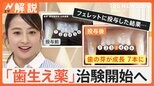 夢の新薬「歯生え薬」とは 虫歯で永久歯が抜けても大丈夫に?その効果とは【Nスタ解説】|TBS NEWS DIG