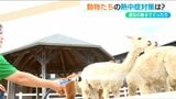 「水浴びや塩分・ミネラル石をなめさせたり…」暑さが続く新潟県内 アルパカや羊たちの熱中症対策は?|TBS NEWS DIG