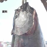 水産庁『大間産クロマグロ』の来年度分の漁獲枠削減を決定 漁獲量の一部が青森県に報告されていなかった問題受け | 青森のニュース│ATV NEWS│青森テレビ
